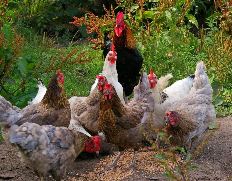 How To Add New Chickens To My Flock?