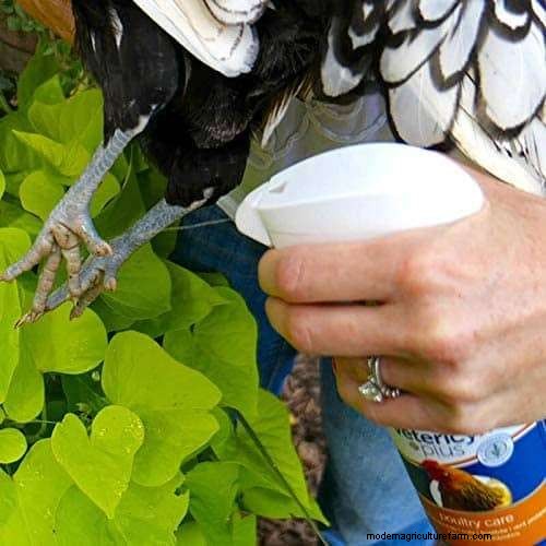 What is Bumblefoot in Chickens?