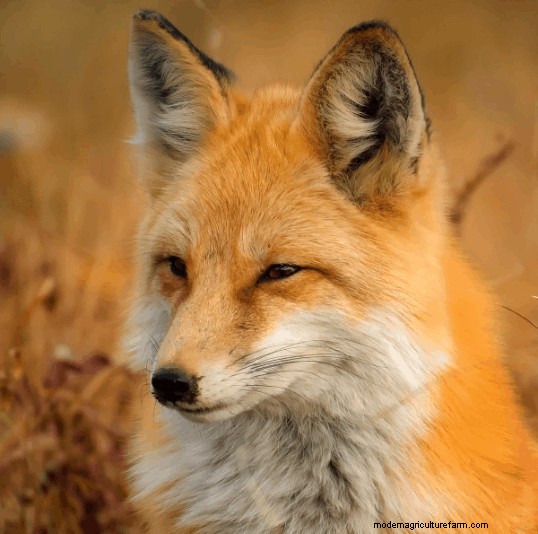 12 Chicken Predators And How To Protect Your Flock