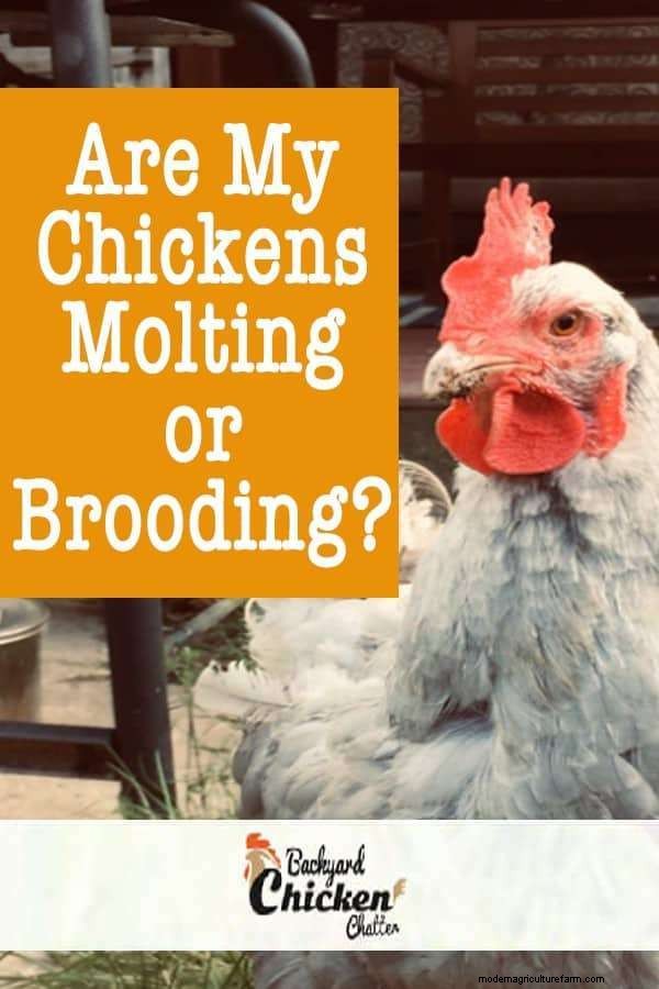 Are My Chickens Molting, Brooding, or Something Else?
