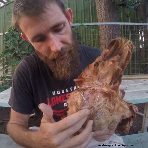 What Is Water Belly (Ascites) In Chickens?