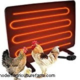 How Cold Is Too Cold For Chickens