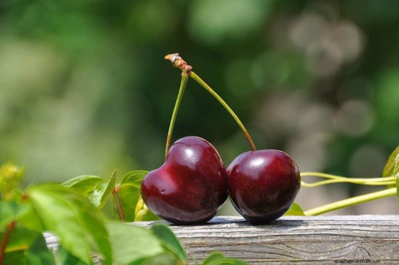 Can You Feed Chickens Cherries?