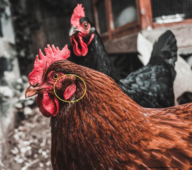 Chicken Earlobes – What To Know!