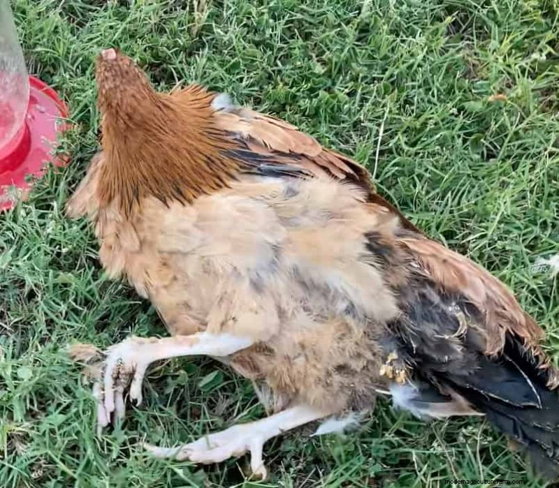 What Is Marek’s Disease In Chickens?