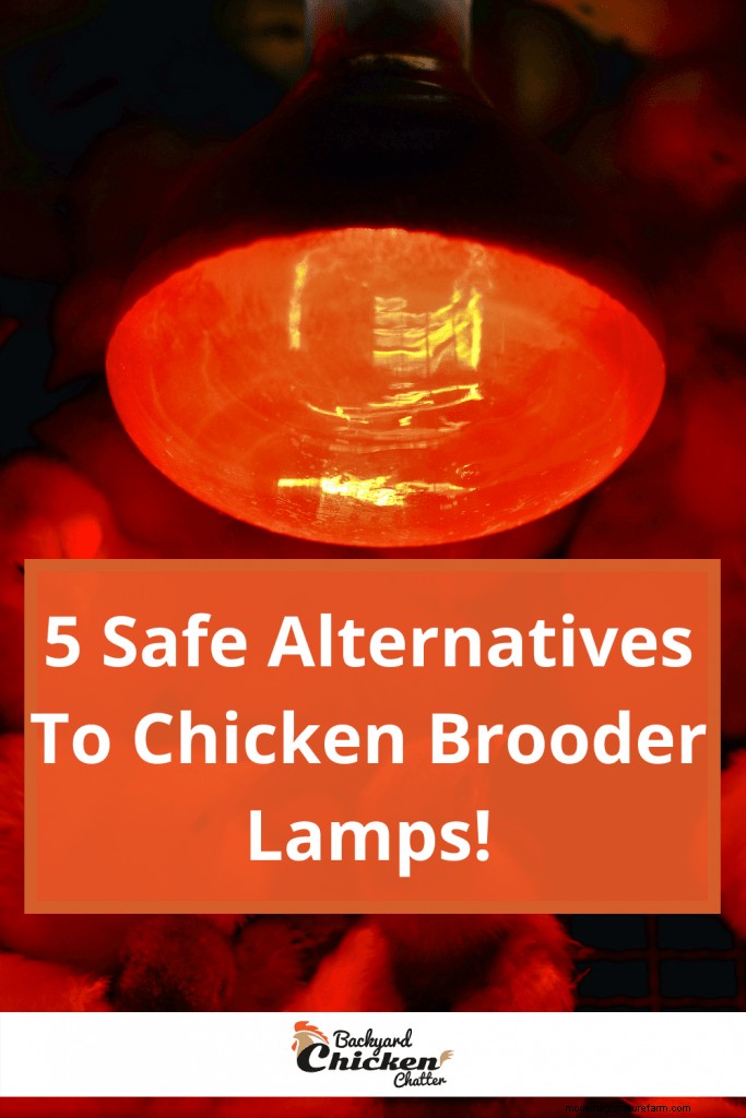 5 Safe Alternatives To Chicken Brooder Lamps
