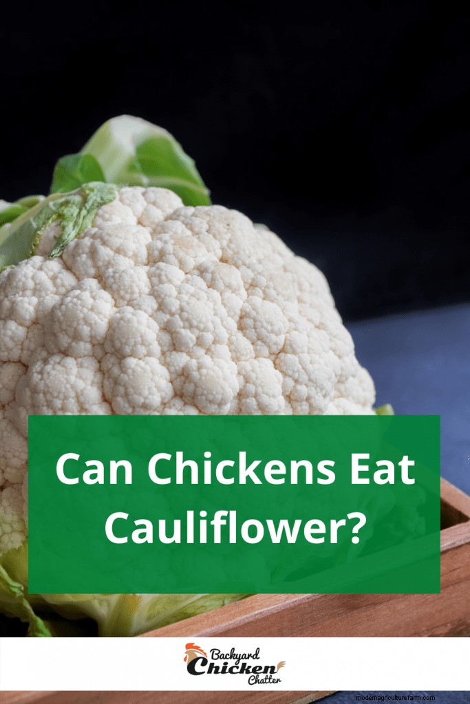 Can Chickens Eat Cauliflower?