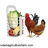 10 Tips How To Feed Your Chickens For Free!