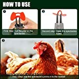 What Can A Chicken’s Comb Tell You?