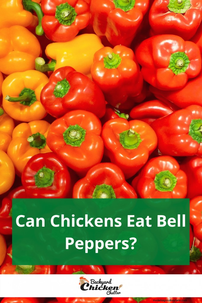 Can Chickens Eat Bell Peppers?
