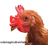 What Meat Can I Feed My Chickens To Eat?