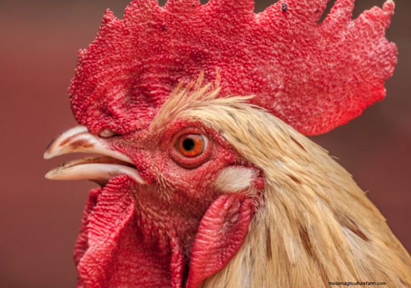Do Chickens Blink and Close Their Eyes?