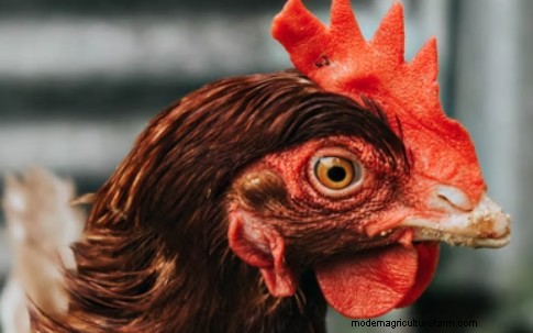 Do Chickens Blink and Close Their Eyes?