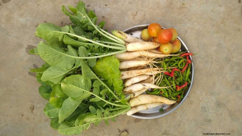 Can Chickens Eat Radishes?