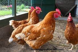 Why Choose Hemp Bedding For Chickens?