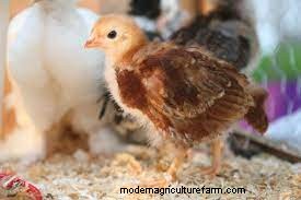 Why Choose Hemp Bedding For Chickens?