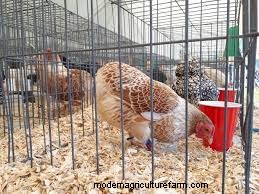 Why Choose Hemp Bedding For Chickens?