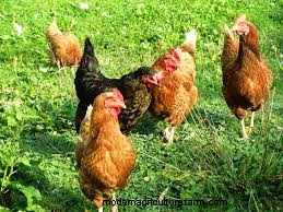 Where Do Chickens Live In The Wild?