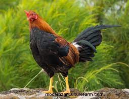 Where Do Chickens Live In The Wild?