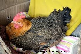 Do Chickens Feel Pain When Laying Eggs?