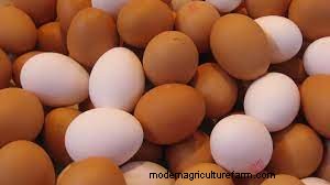Do Chickens Feel Pain When Laying Eggs?