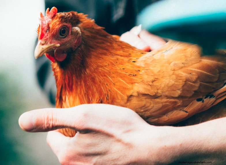 Do Backyard Chickens Need Vaccines?