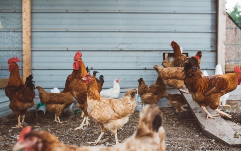 Do Backyard Chickens Need Vaccines?