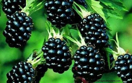 Can Chickens Eat Blackberries?