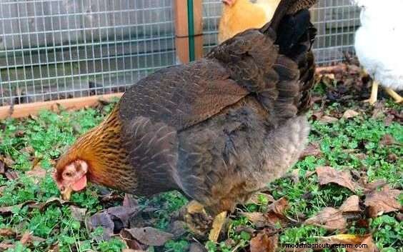 Can Chickens Eat Blackberries?