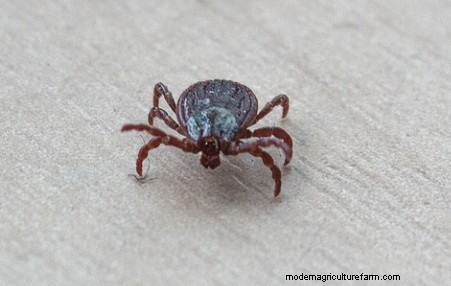 How to Get Rid of Chicken Mites on Humans