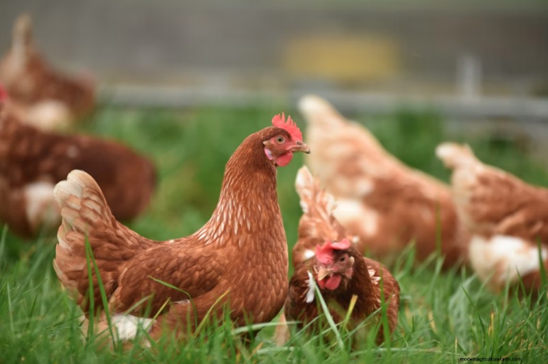 How to Get Rid of Chicken Mites on Humans