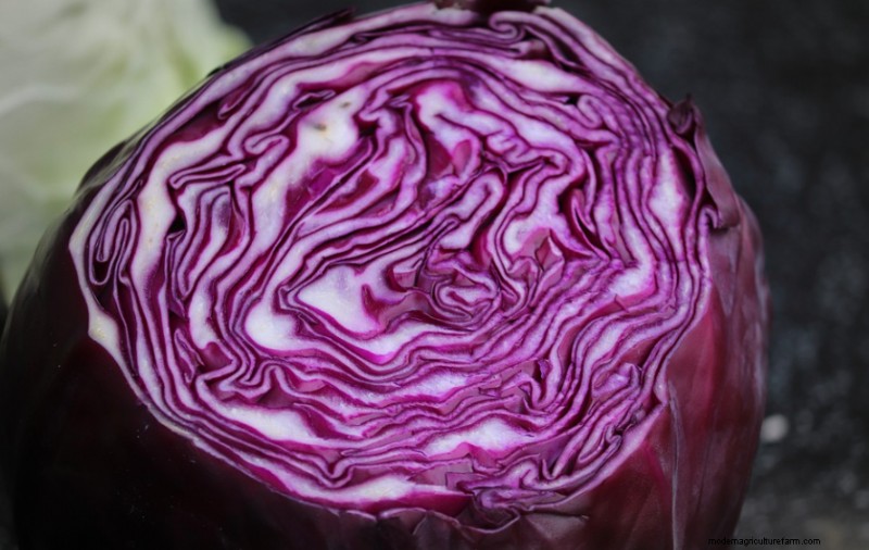 Can Chickens Eat Red Cabbage?