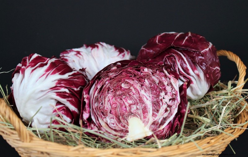 Can Chickens Eat Red Cabbage?