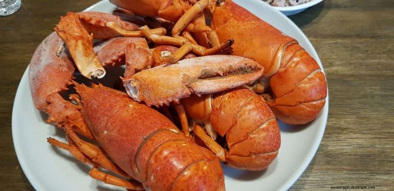 Can Chickens Eat Lobster Shells?