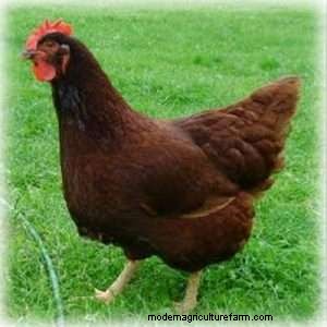 The Best Backyard Chicken For Eggs