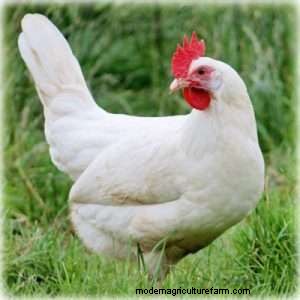 The Best Backyard Chicken For Eggs