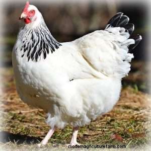 The Best Backyard Chicken For Eggs