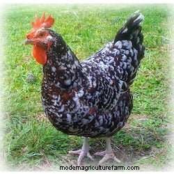 The Best Backyard Chicken For Eggs