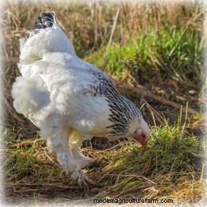 The Best Backyard Chicken For Eggs