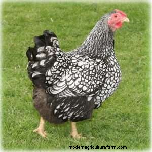 The Best Backyard Chicken For Eggs