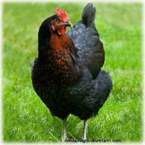 The Best Backyard Chicken For Eggs