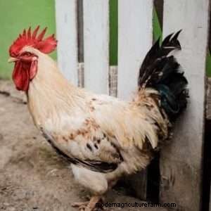 Popular Breeds of Bantam Chickens