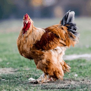 Popular Breeds of Bantam Chickens