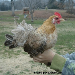 Popular Breeds of Bantam Chickens