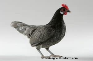 Popular Breeds of Bantam Chickens