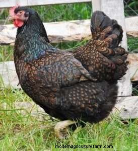 Chicken Breeds That Only Lay Brown Eggs