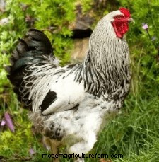 Chicken Breeds That Only Lay Brown Eggs
