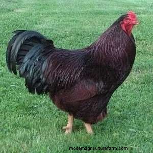 Chicken Breeds That Only Lay Brown Eggs