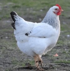 Chicken Breeds That Only Lay Brown Eggs