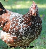 Chicken Breeds That Only Lay Brown Eggs